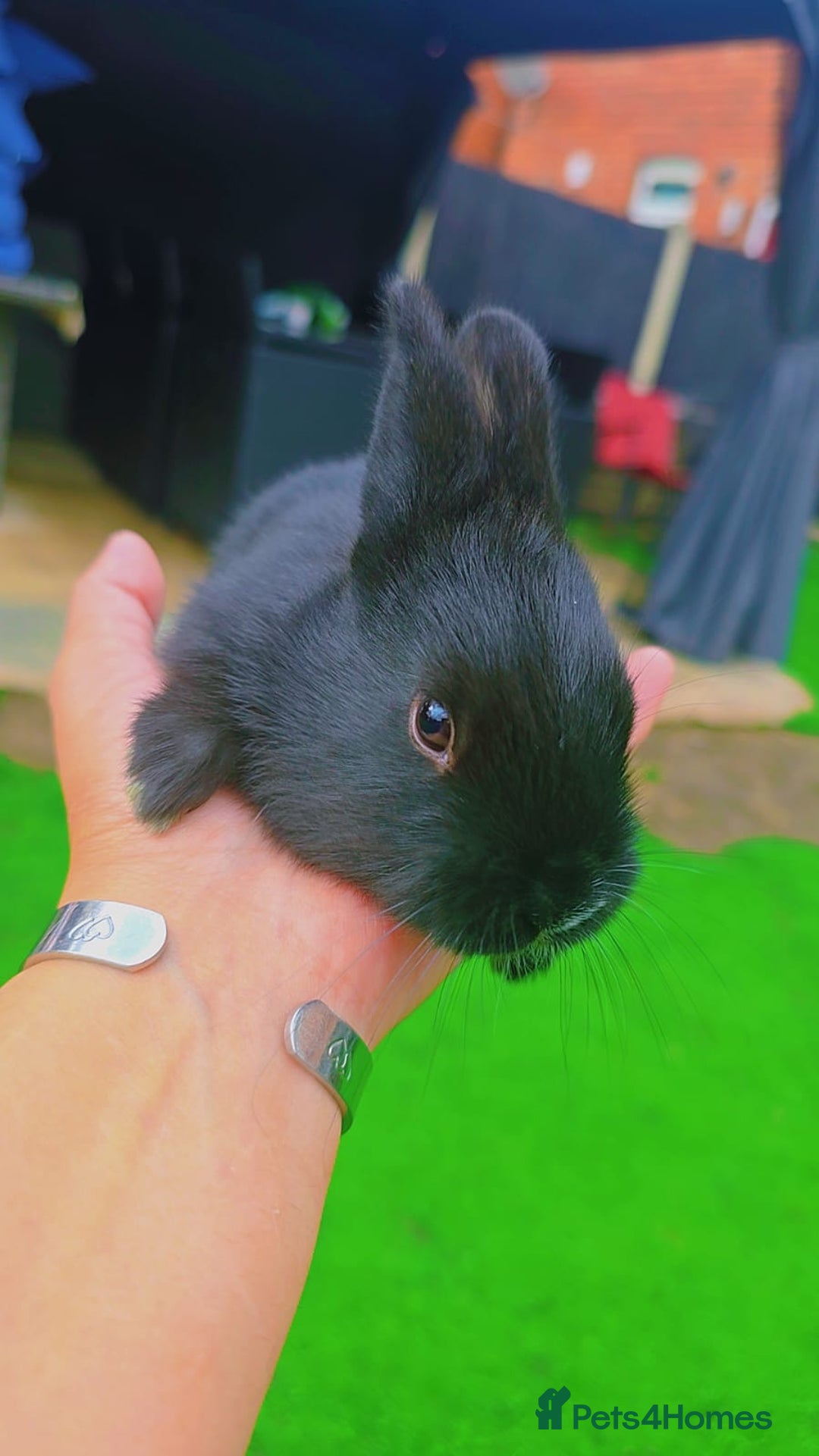 Alaska rabbits for sale: 6 Alaskan baby bunnies - Image 11