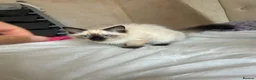 Ragdoll cats for sale: 😸🐾Pure Ragdoll kitties😸🐾 2 male & 1 female🐾😸 - Advert 18