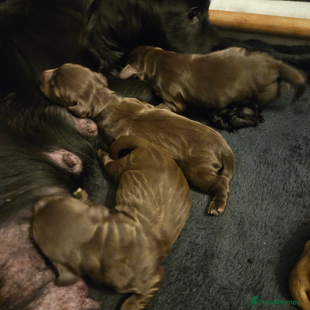 Cocker Spaniel dogs for sale: Cocker spaniel Puppies Males and females - Image 3