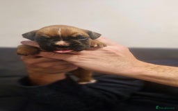 Boxer dogs for sale: Chunky boxer puppies - Image 2