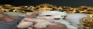 Cavapoo Puppy 5