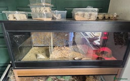 Gecko reptiles for sale: Lovely hand tame leopard gecko - Image 2