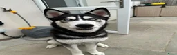 Siberian Husky dogs for sale: Siberian Husky  in Aylesbury - Advert 1