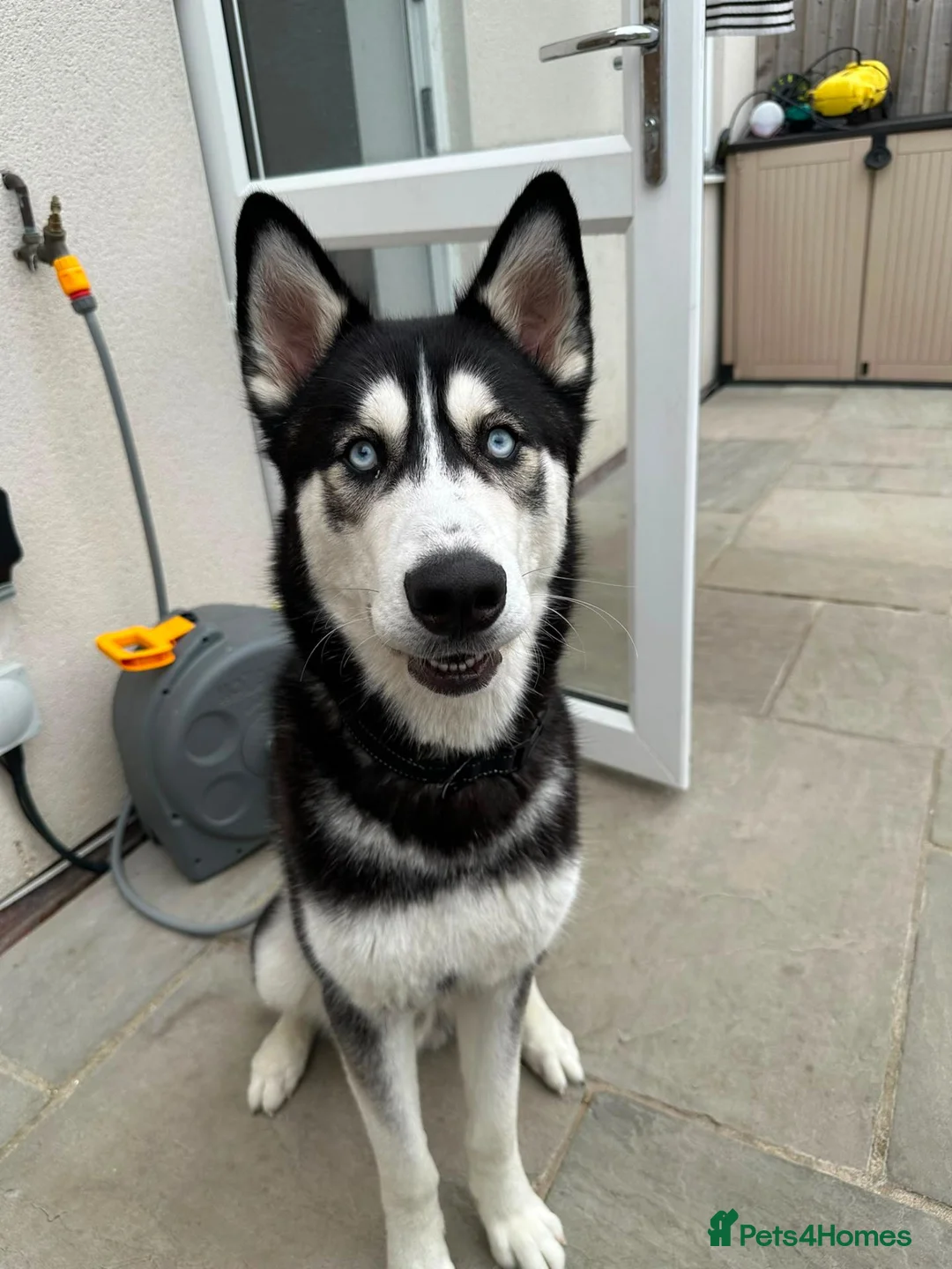 Siberian Husky dogs for sale: Siberian Husky  in Aylesbury - Advert 1