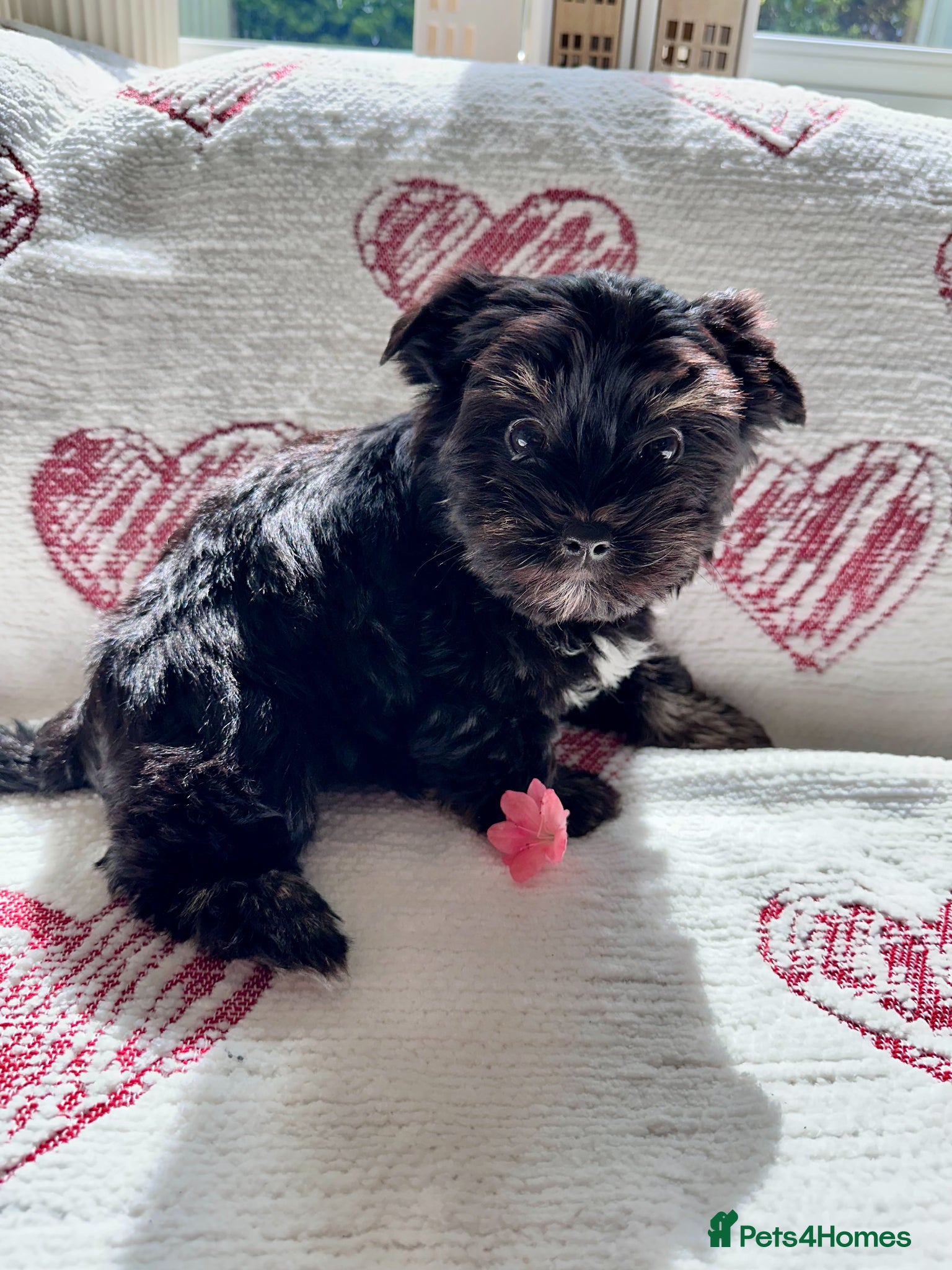 Biewer Terrier dogs Biewer Yorkshire Terrier | 5⭐ Licensed | DNA - Advert 4