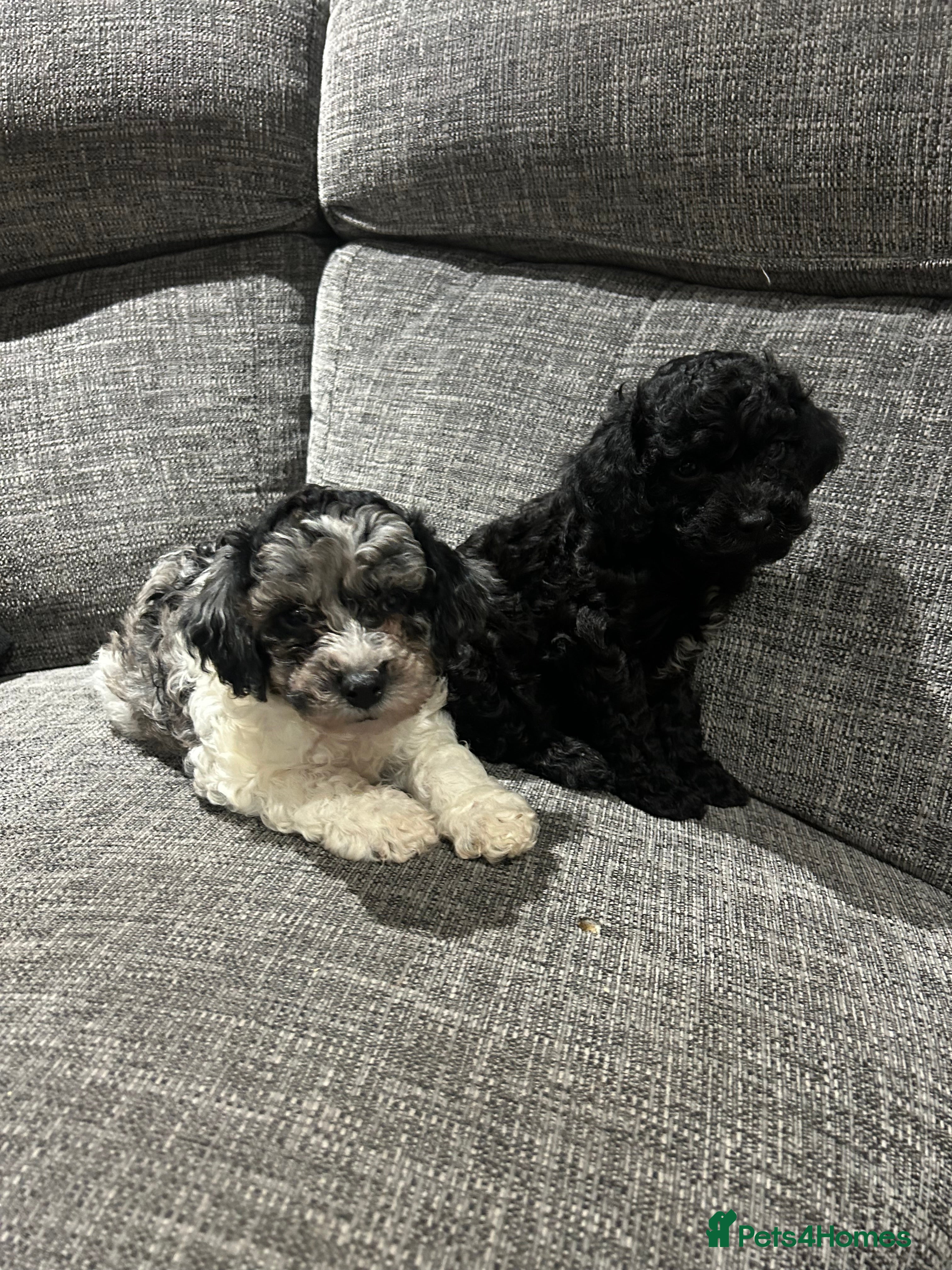 Cavapoo dogs Health tested f1b Cavapoo puppies  - Advert 2