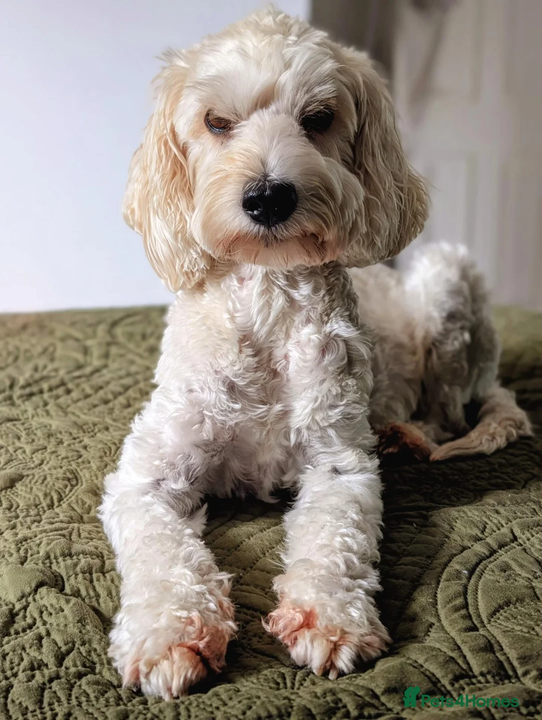 Cockapoo dogs for sale: F2 Cockapoo Puppies  - Advert 1