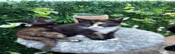 British Shorthair cats for sale: 2 Adorable BSH mixed breed kittens. - Advert 7