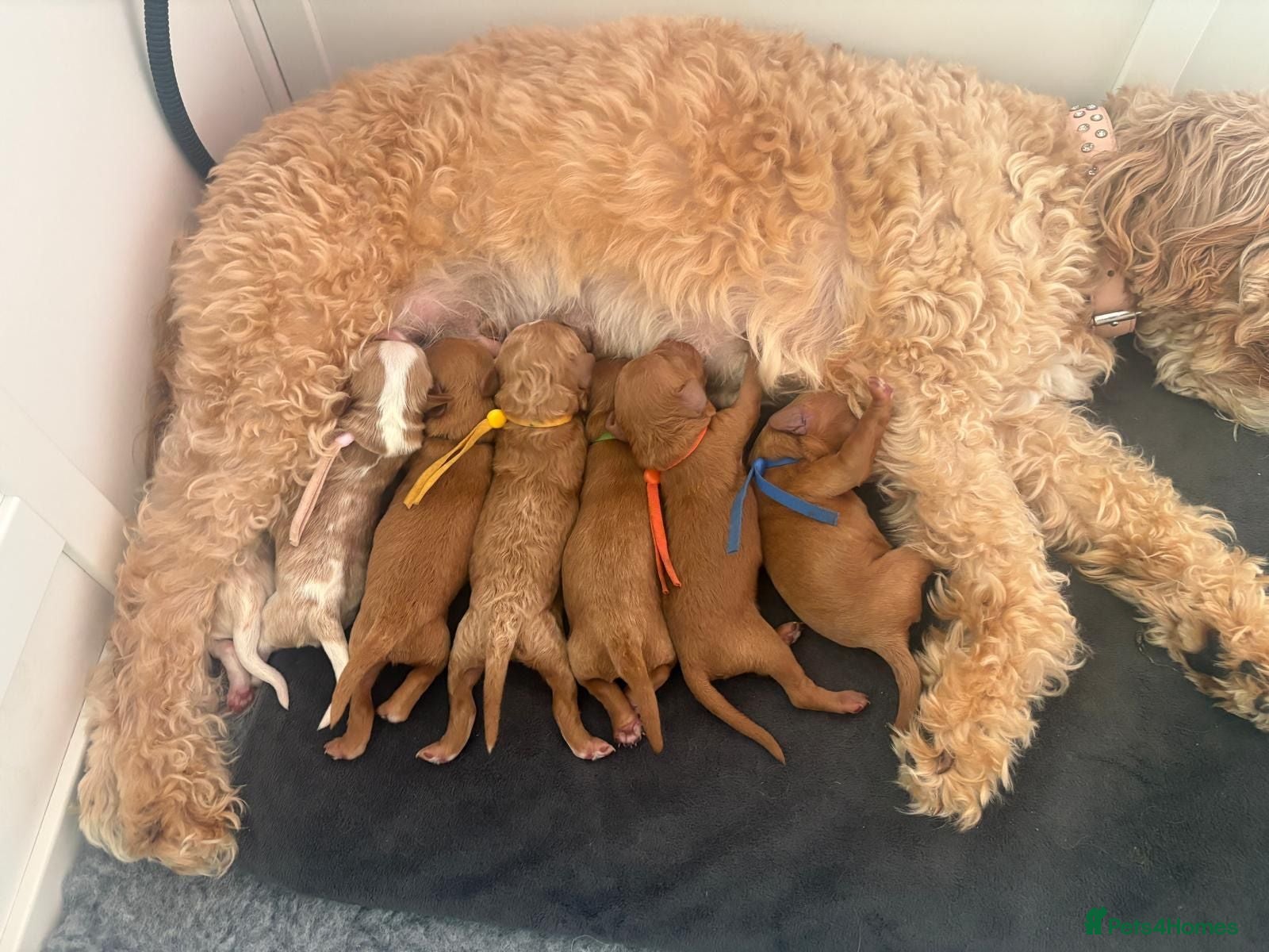 Mixed Breed dogs Adorable Cavapoo x Cavapoochon Puppies     - Advert 1
