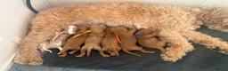 Mixed Breed dogs for sale: Adorable Cavapoo x Cavapoochon Puppies     - Advert 1