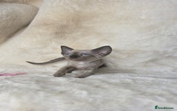 Devon Rex cats for sale: Devon Rex. 3 girls bominant blue eyes. All guts  - Image 3