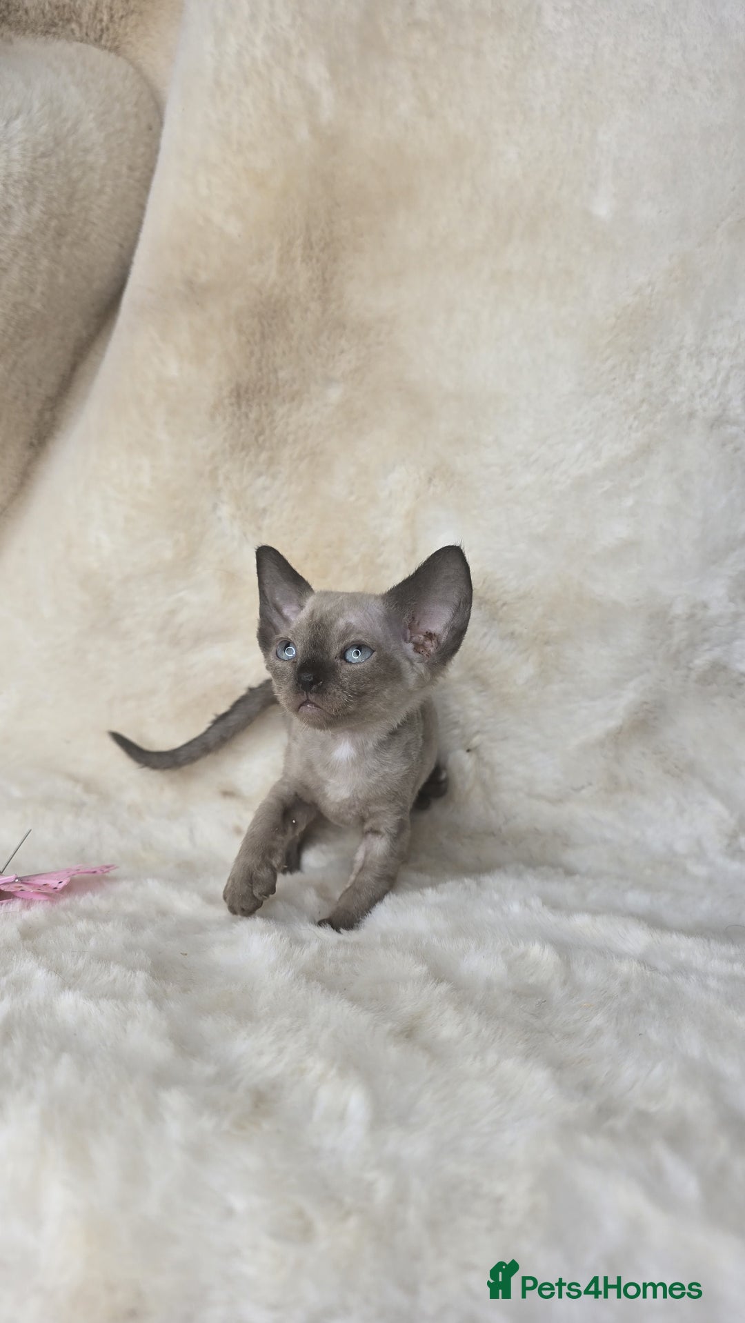 Devon Rex cats for sale: Devon Rex. 3 girls bominant blue eyes. All guts  - Image 3
