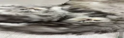 Persian cats for sale: Full pedigree silver shaded Persian kittens  - Advert 11