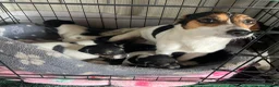 Jack Russell dogs for sale: 🐶 4 Adorable Jack Russel Puppies🐶 - Advert 2