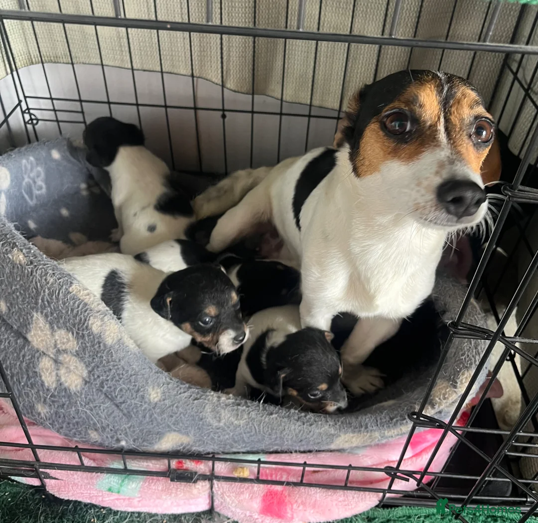 Jack Russell dogs for sale: 🐶 4 Adorable Jack Russel Puppies🐶 - Advert 2