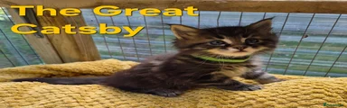 Maine Coon 3