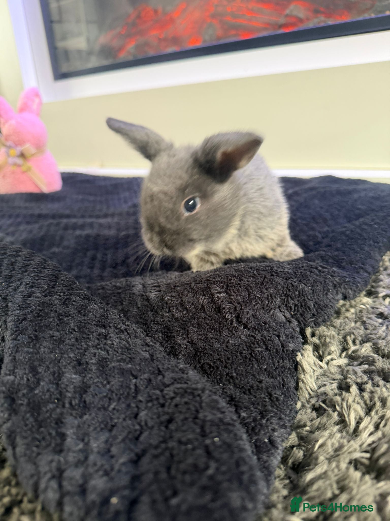 Mini Lop rabbits 4 baby min lops - Advert 1