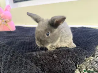 Mini Lop rabbits 4 baby min lops - Advert 1