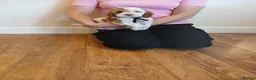 Cockapoo dogs for sale: Cockapoo puppies  - Advert 10