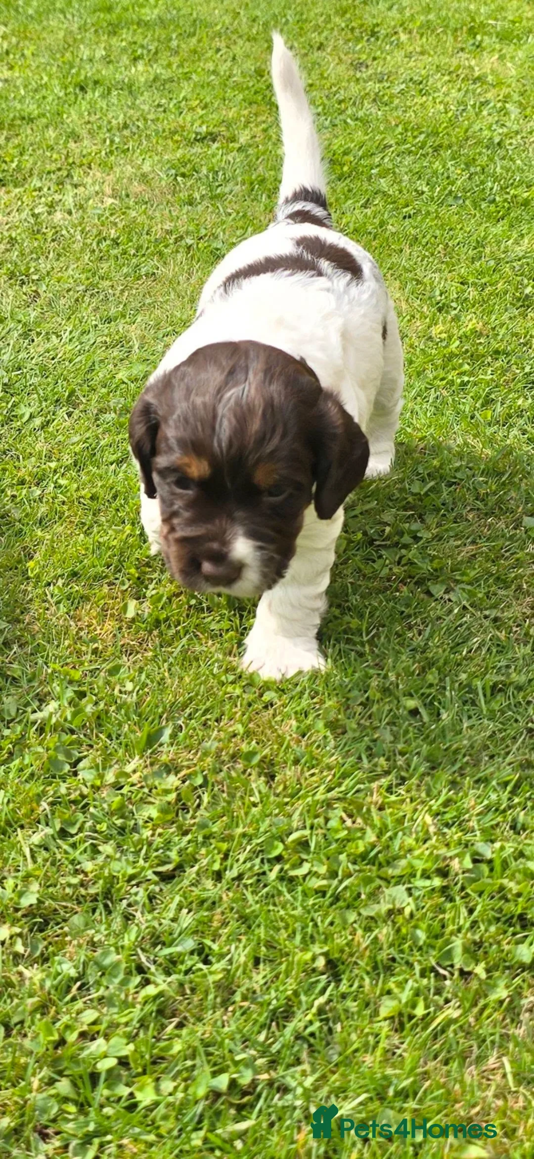 Cocker Spaniel dogs for sale: Working Cocker Spaniel Puppies - Advert 24