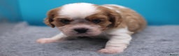 Cavalier King Charles Spaniel dogs for sale: Champion lines, heart/health tested, KC registered - Advert 12
