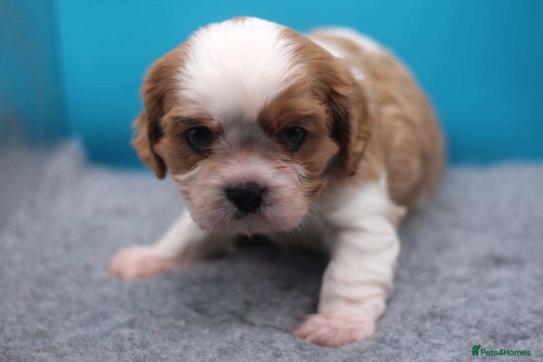 Cavalier King Charles Spaniel dogs for sale: Champion lines, heart/health tested, KC registered - Advert 12