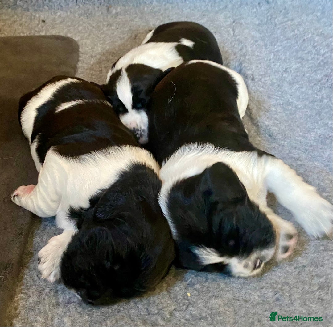 English Springer Spaniel dogs for sale: Beautiful ESS puppies, excellent pedigree  - Advert 11