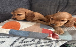Cocker Spaniel dogs for sale: Beautiful show type cocker spaniel puppies - Image 18