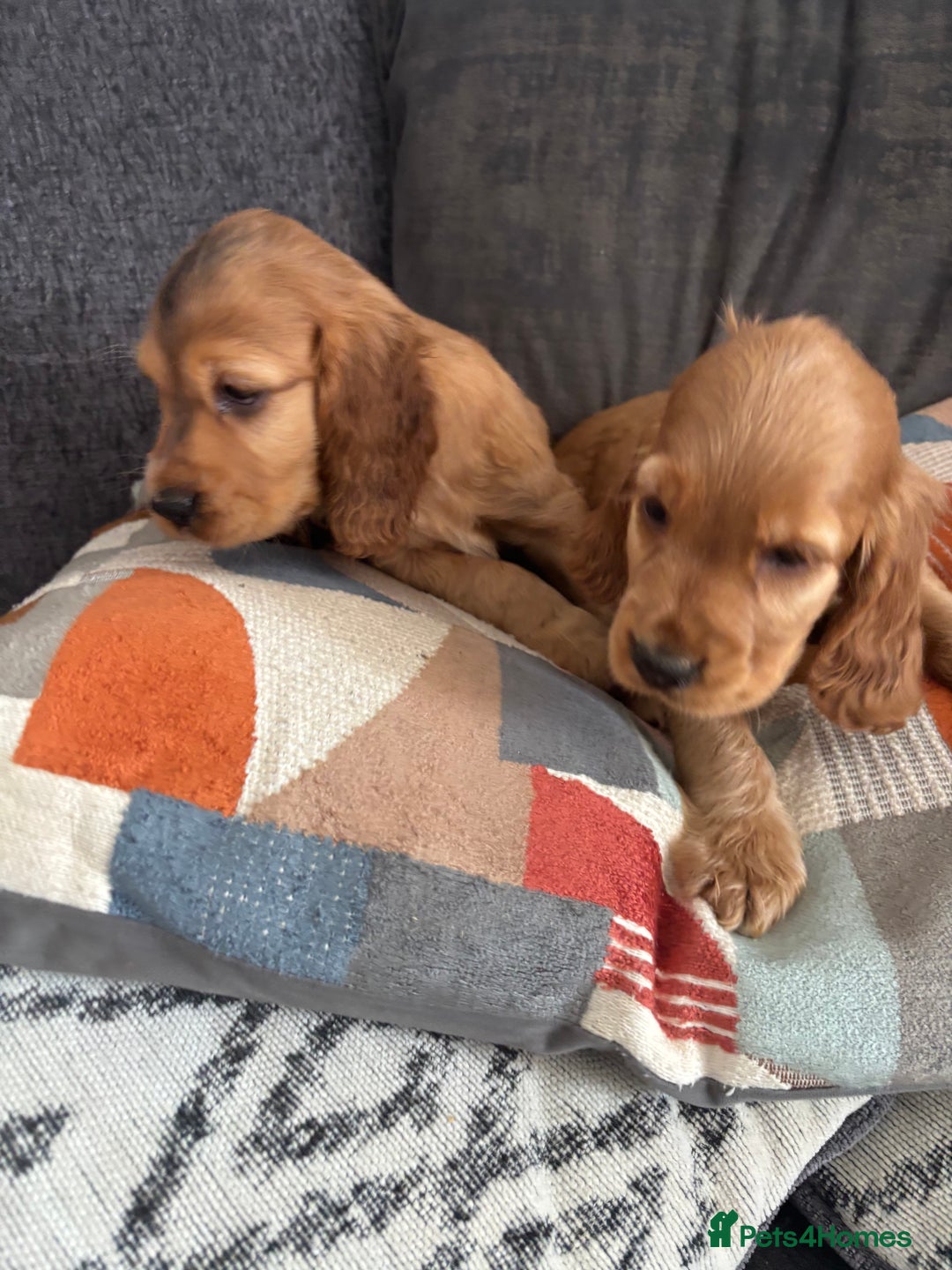 Cocker Spaniel dogs for sale: Beautiful show type cocker spaniel puppies - Image 18