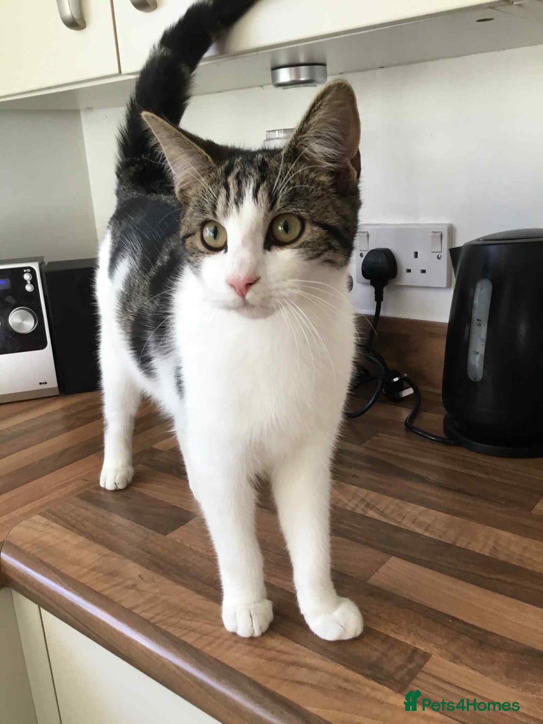 Mixed Breed cats for sale: MUST R3AD DESCRIPTION!! - Image 2