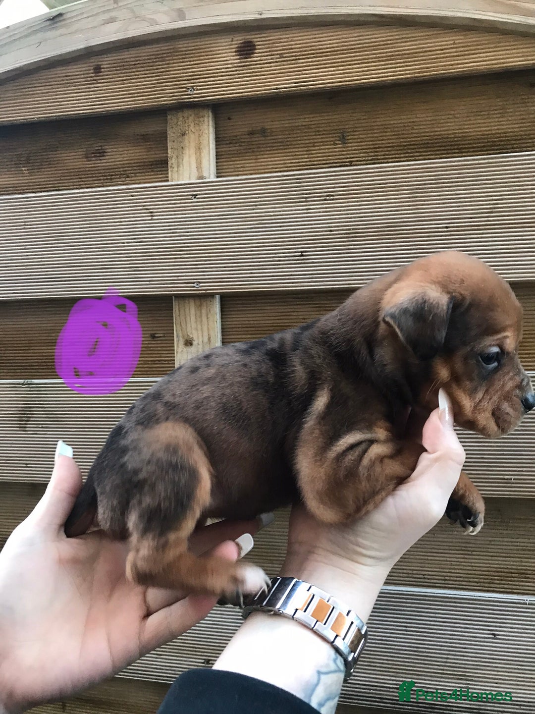 Mixed Breed dogs for sale: Bullweiller pups Merle  - Advert 6