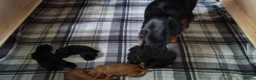 Cocker Spaniel dogs for sale: 🐾 Show Type Cocker Spaniel Boys – 2 Available - Advert 6