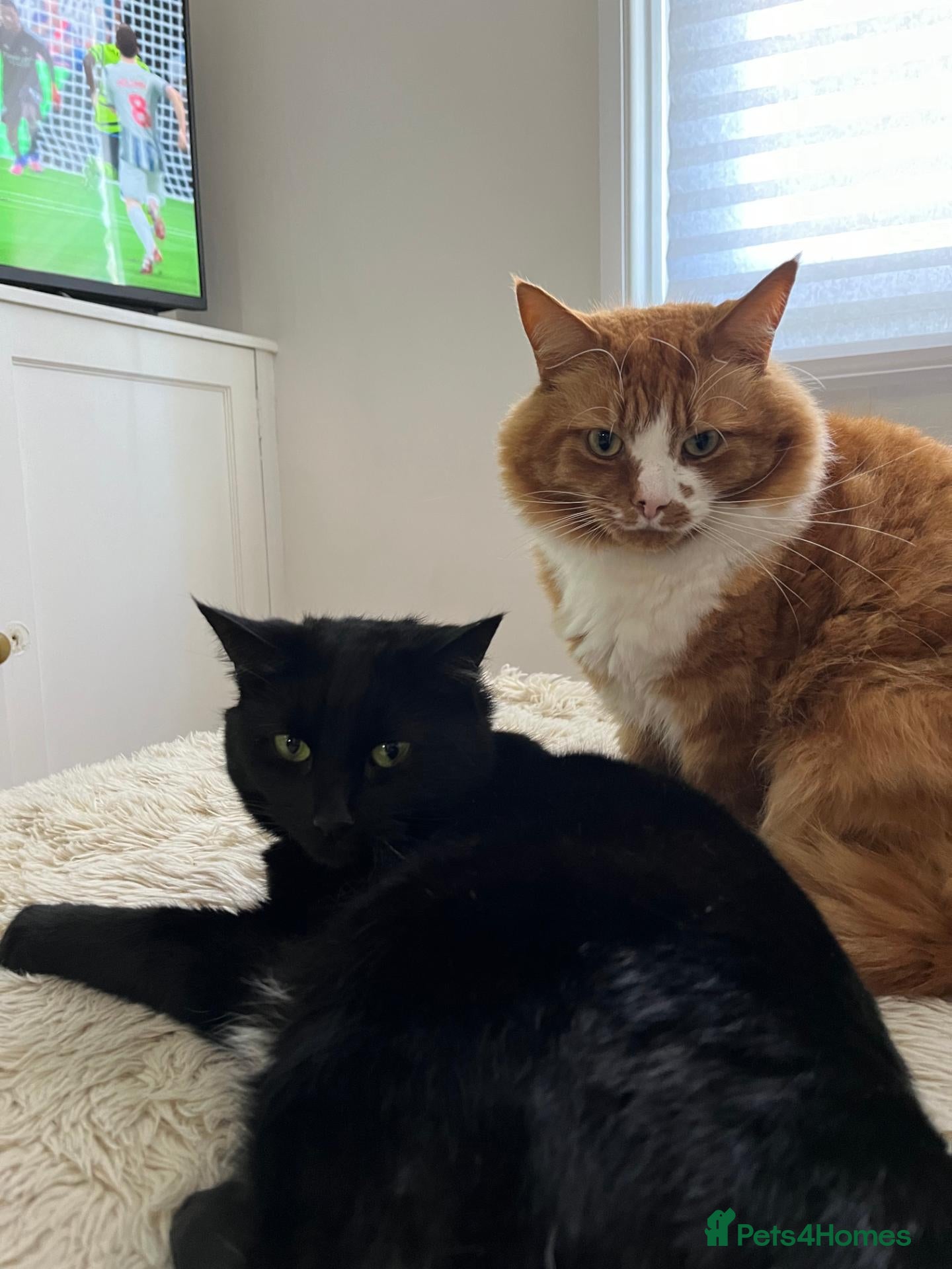 Mixed Breed cats 2 cats looking for a new home - Advert 1