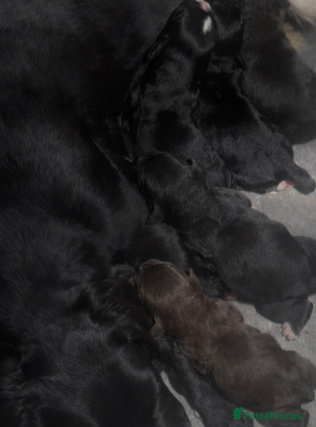 Cocker Spaniel dogs for sale: Health Tested Clear KC Registered Working Cockers - Advert 31