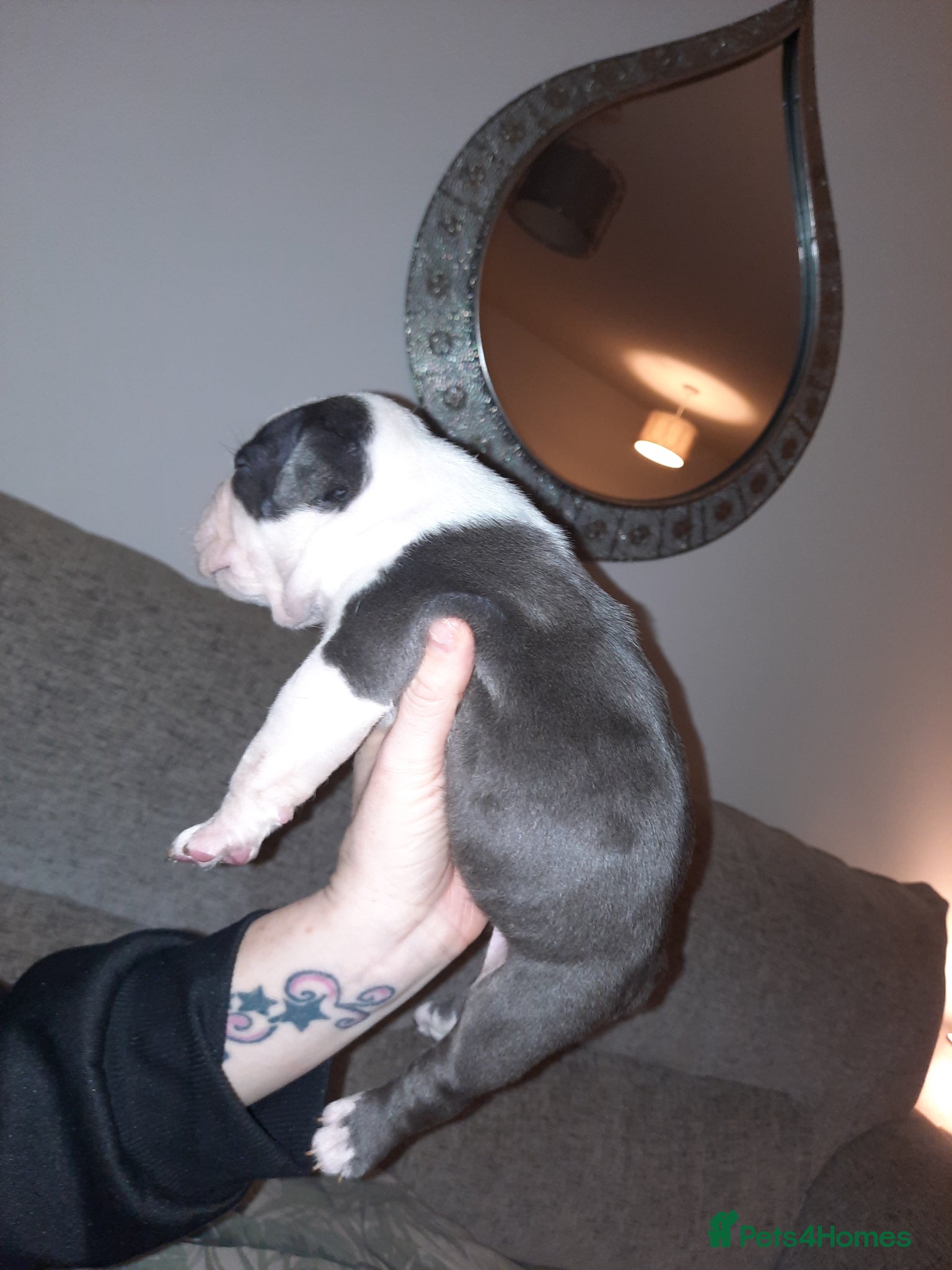 American Bully Puppy 5