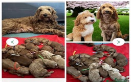 Cockapoo dogs for stud: Hip 0/0🌟 Elbow 0/0🌟 Australian Labradoodle - Advert 5