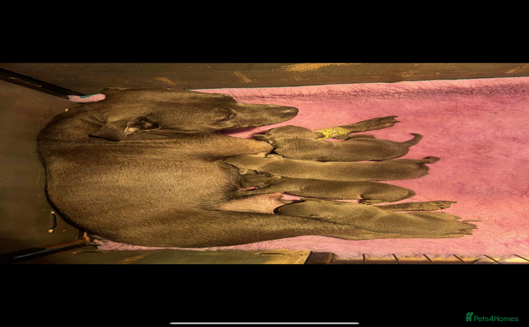 Staffordshire Bull Terrier dogs - Advert 7