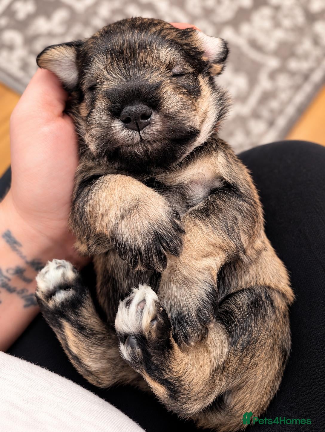 Miniature Schnauzer dogs Miniature schnauzer  - Advert 2