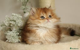 British Longhair cats for sale: Last Golden Chinchilla ny12 LH kitty - Image 5
