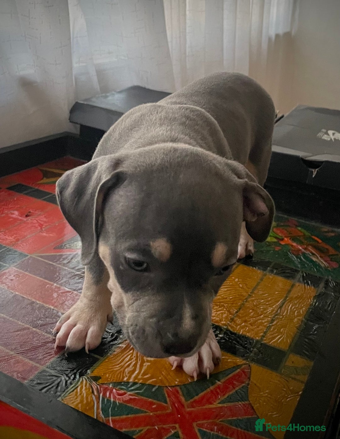 American Bully dogs for sale: Beautiful Tri colour American bully puppy’s  - Image 3