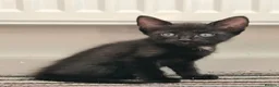 Mixed Breed cats for sale: Beautiful Litter of Playful Kittens, Siamese Cross - Advert 10