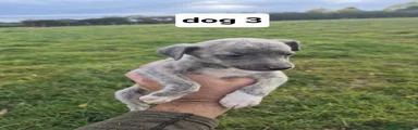 Whippet 3