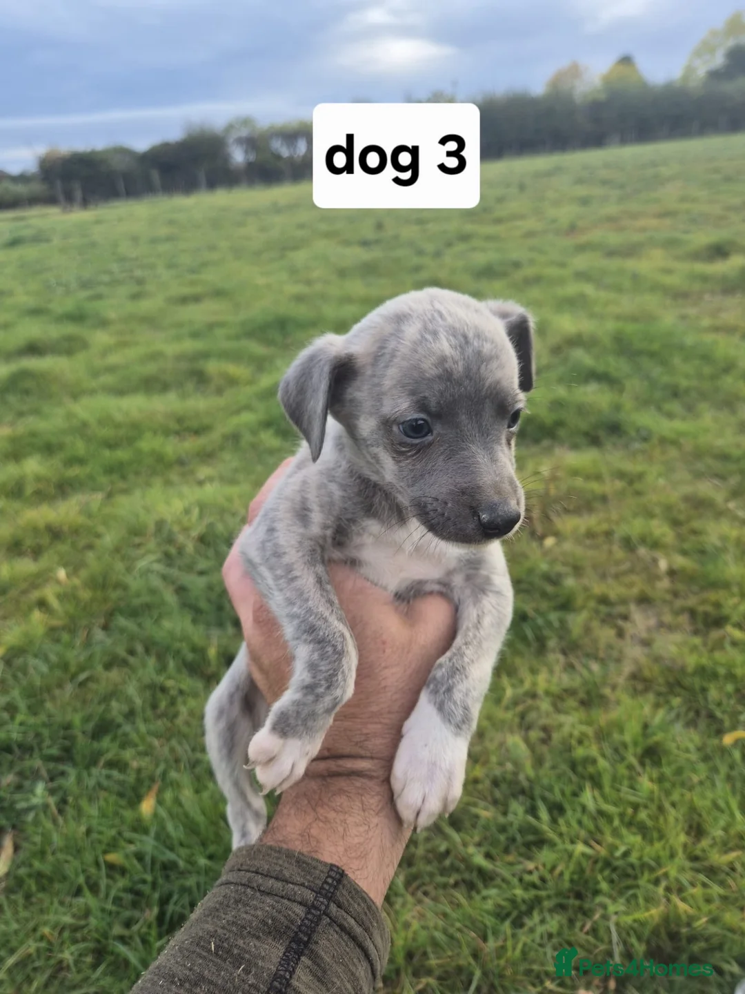 Whippet dogs for sale: Whippet pups - Advert 13