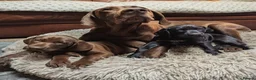 German Shorthaired Pointer dogs for sale: Fantastic KC registered Solid working GSP's. - Advert 5