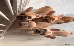 French Bulldog dogs for sale: Litter of French bulldog puppies in Harwich - Image 1