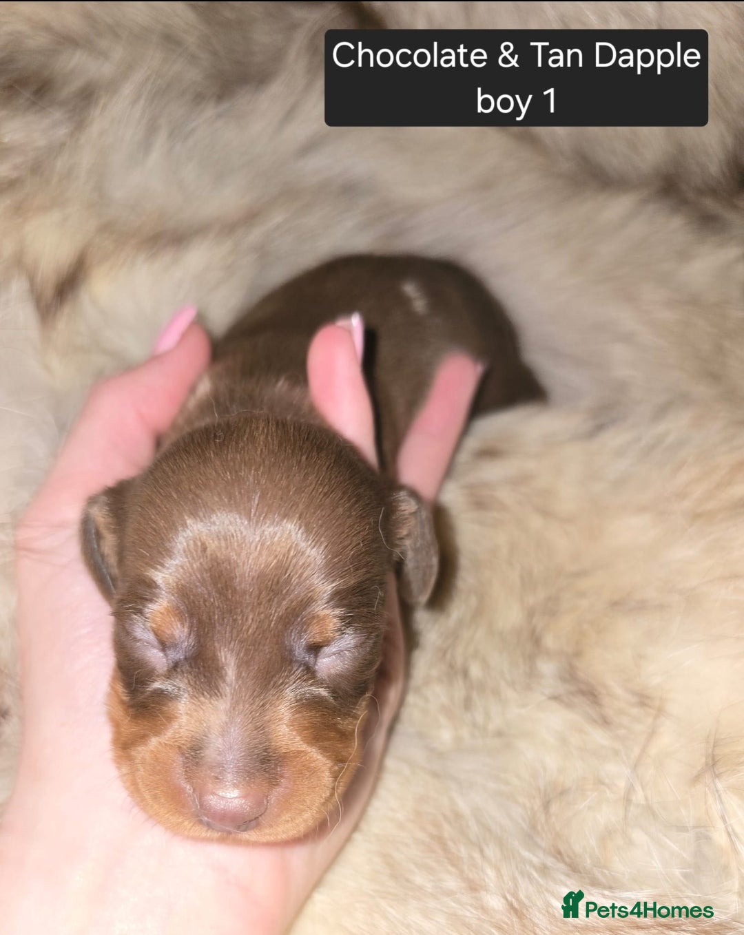 Miniature Dachshund dogs for sale: 👑🐾KC Champion Bloodline Dapples🐾👑 - Advert 10