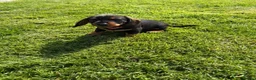 Dachshund dogs for sale: Wire haired standard dachshund teckel puppies  - Advert 7