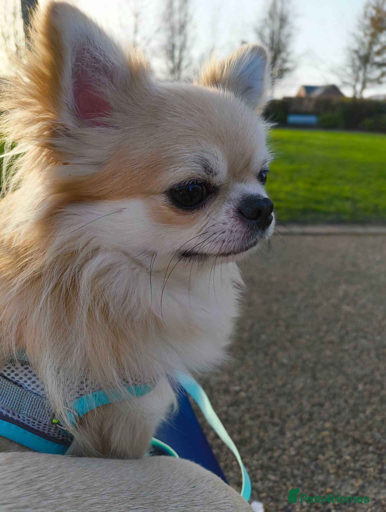 Chihuahua dogs Handsome Teddy , KC long haired for stud duties  - Advert 3