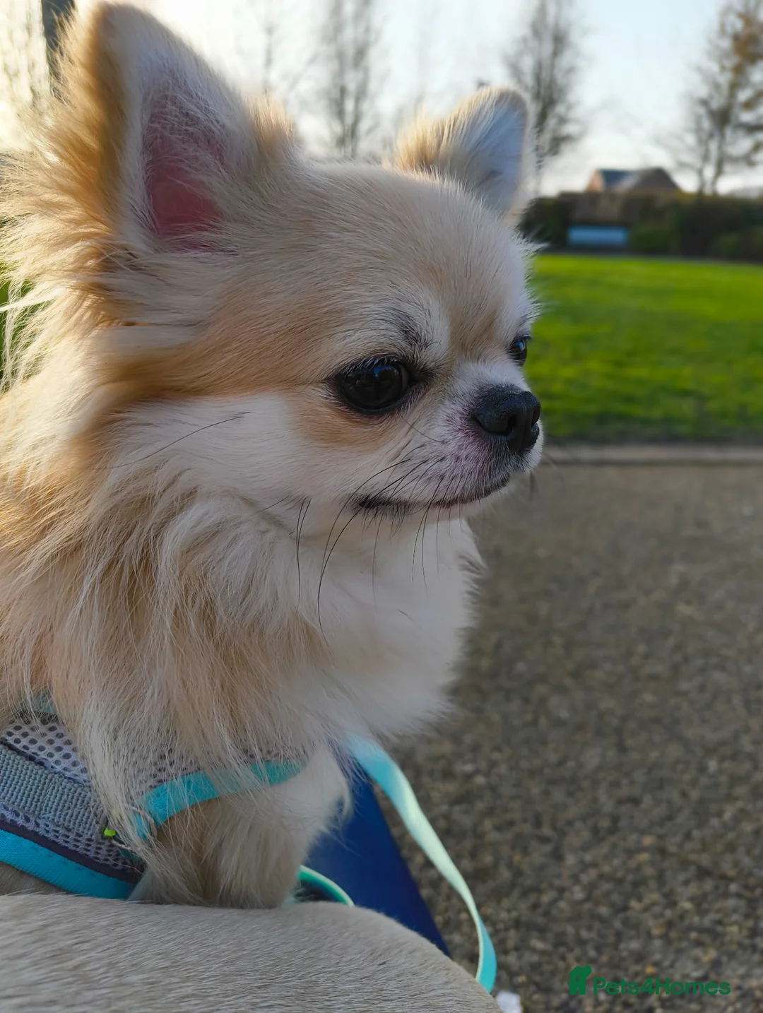 Chihuahua dogs for stud: Handsome Teddy , KC long haired for stud duties  in King's Lynn - Advert 1