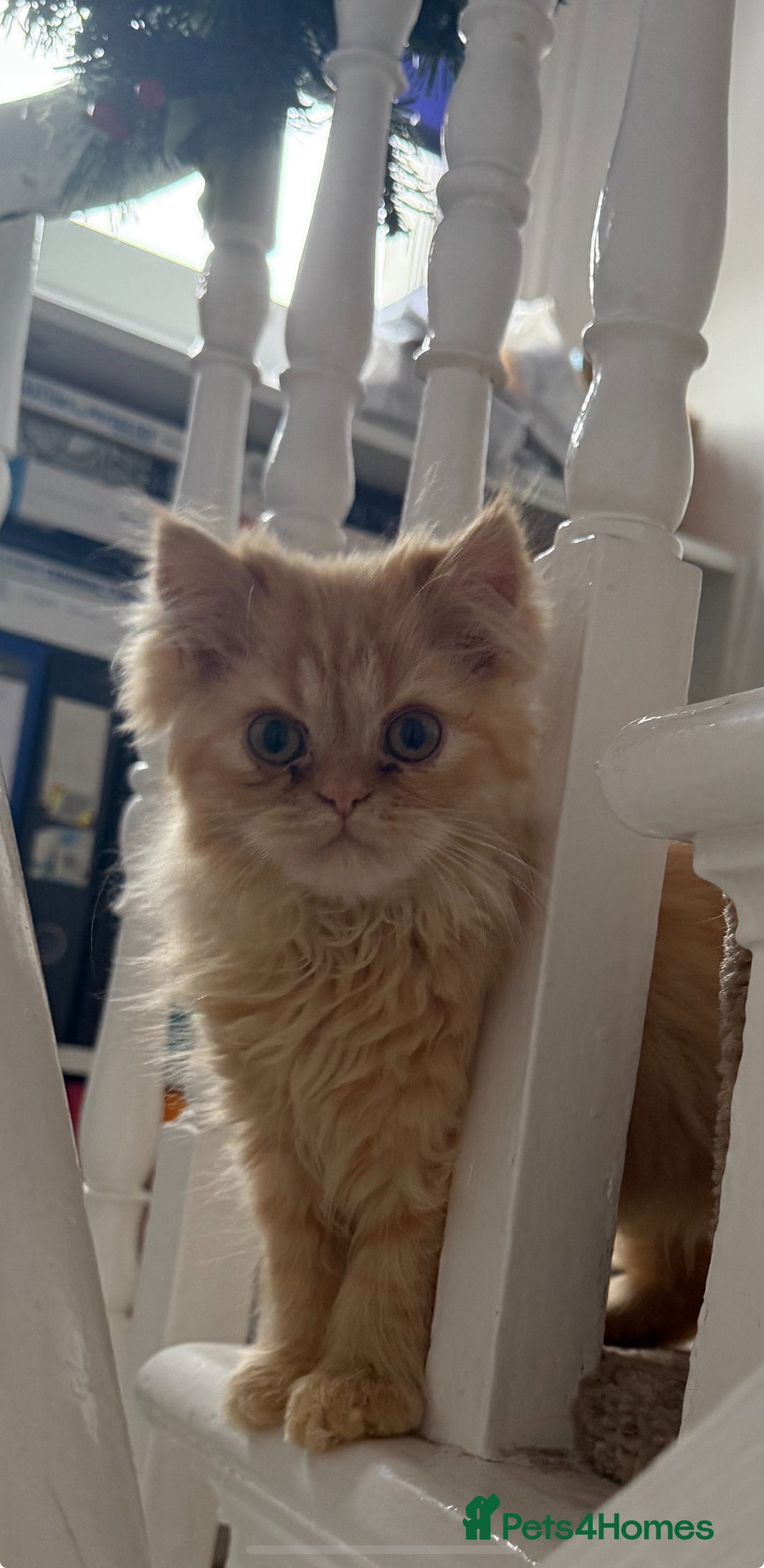Persian cats for sale: Persian  gorgeous kitten(1 girl) in London - Image 20